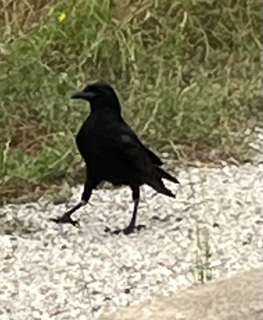 Scrounging Crow